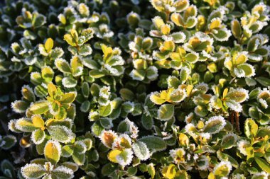 Bahçede kırağı olan bir kutu.