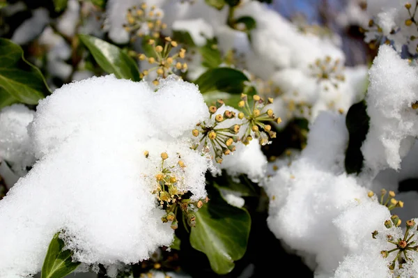 冬には雪に覆われたツタ — ストック写真