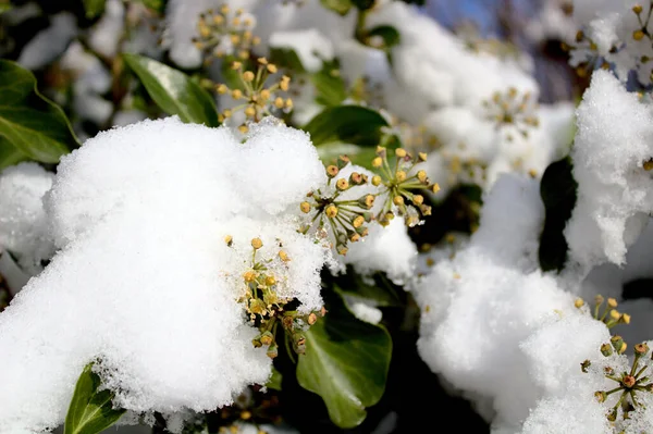 Lierre Couvert Neige Hiver — Photo