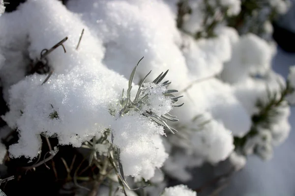 Planta Caril Inverno — Fotografia de Stock