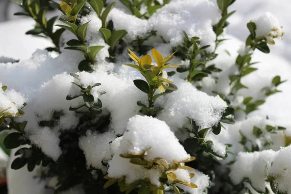 Bux Con Nieve Invierno —  Fotos de Stock