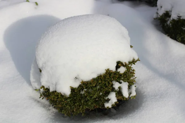 Bux Con Nieve Invierno —  Fotos de Stock