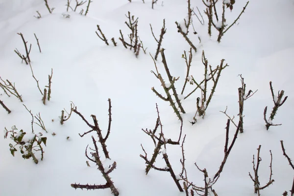 Roses Hiver Dans Jardin — Photo