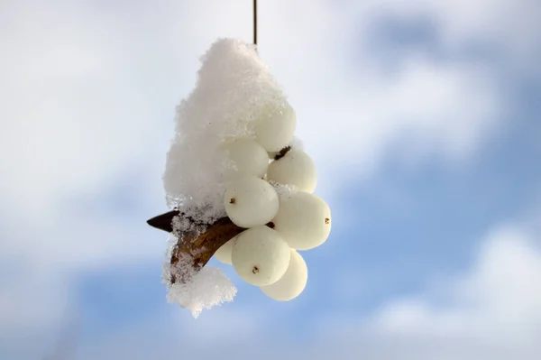 Een Sneeuwbes Met Sneeuw Voor Blauwe Lucht — Stockfoto