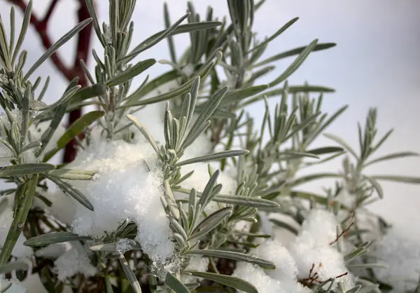 Lavendel Met Sneeuw Winter — Stockfoto