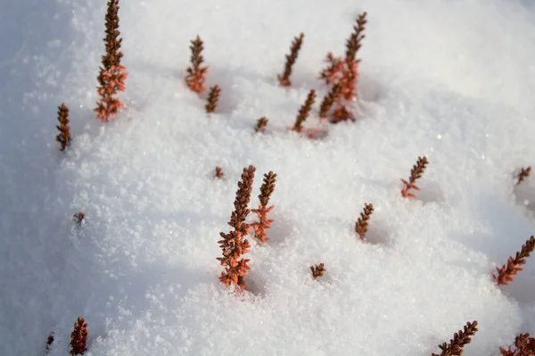 Brezo Nieve Invierno —  Fotos de Stock