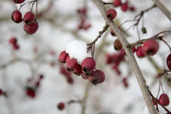 Hawthorn Snow Winter — Stock Photo, Image