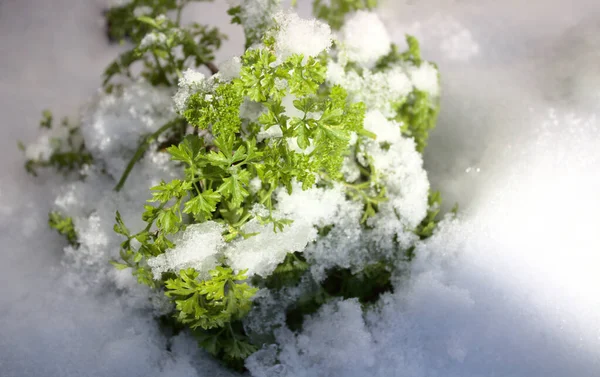 Peterselie Met Sneeuw Winter — Stockfoto