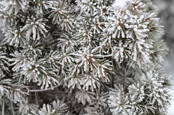 Planten Tuin Winter — Stockfoto