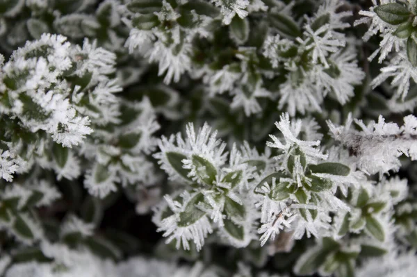 Een Veld Tijm Met Steenvorst — Stockfoto