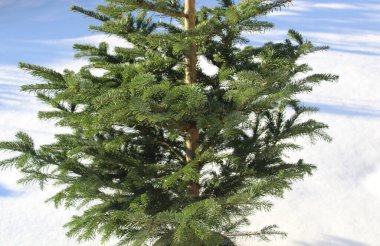 Bir Nordmann köknar ve kar