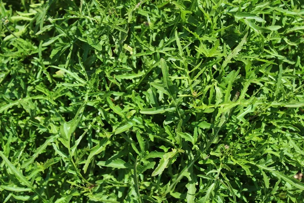 Roquette Verte Saine Dans Jardin — Photo