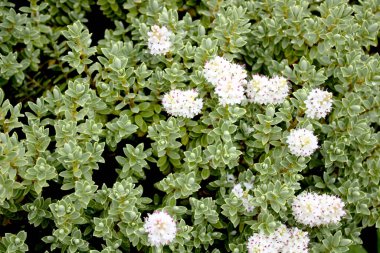 Bahçede güzel çiçek açan hebe