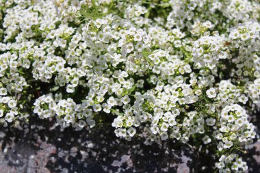 Bahçedeki tatlı Alison.