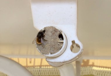 Masa bacağındaki mason arı.