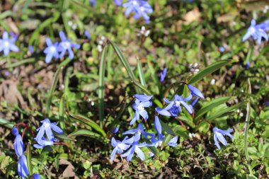 Squill alanı yolda.
