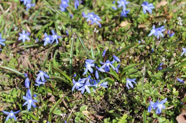 Squill alanı yolda.