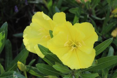 Akşam çiçekleri bahçede.