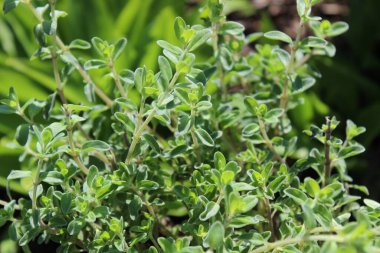 Bahçedeki marjoram tarlası.