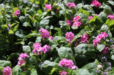 Renkli unutma beni baharda değil