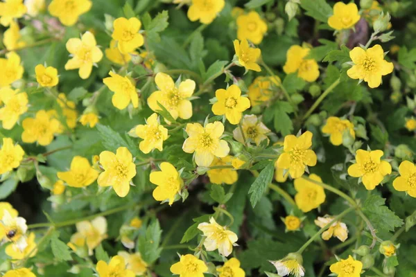 Een Veld Met Tormentil Tuin — Stockfoto