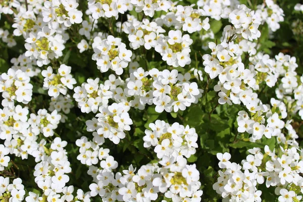 Sweet Alyssum Spring — стоковое фото