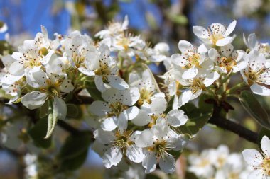 Bahçede çiçek açan armut ağacı