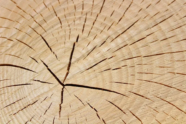 Dřevěná Konstrukce Kmene Stromu — Stock fotografie