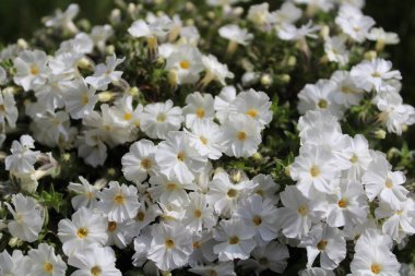 İlkbaharda çiçek açan fenomen