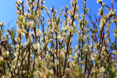 Bahçede bir söğüt ağacı