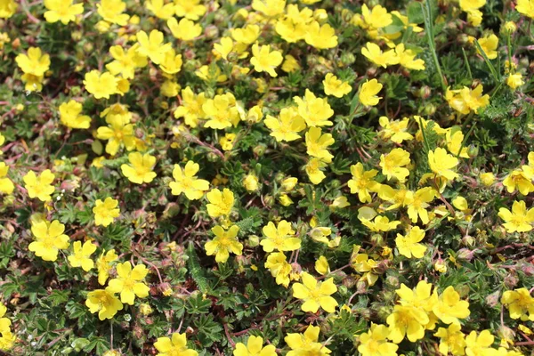 Bloeiende Cinquefolie Tuin — Stockfoto