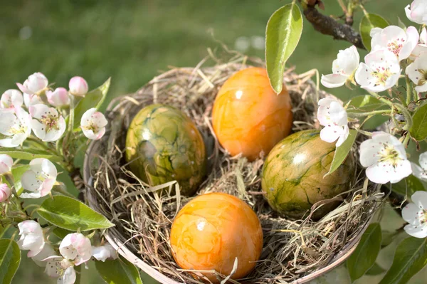 梨树上的彩蛋 — 图库照片