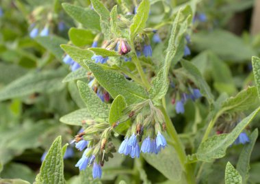 Çiçekli papatya tarlası