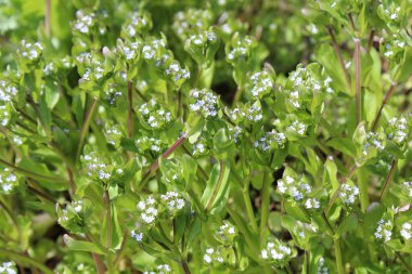 Toprağa kuzu salatası.