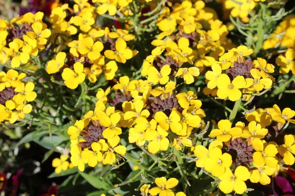 Blossoming Wallflower Garden — Stock Photo, Image
