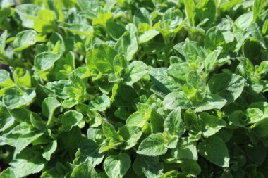 Bahçedeki kekik tarlası.