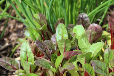 Bahçede bir pazı tarlası