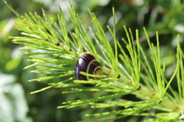 At kuyruğu ve bahçede bir salyangoz
