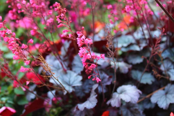 Blossoming Alumroot Garden — Stock Photo, Image