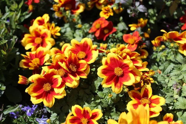 Blossoming Bur Marigold Garden — стоковое фото