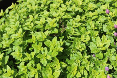 Bahçedeki marjoram tarlası.