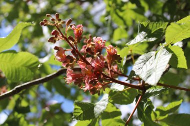 Kırmızı at kestane ağacı ormanda çiçek açar.