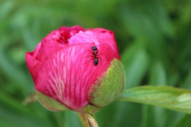 Bahçede şakayık üzerinde karınca