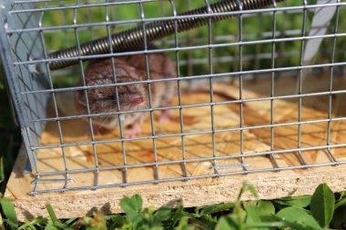 Çayırda fare kapanı ve fare kapanı.