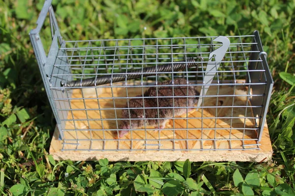 Mausefalle Mit Spitzmaus Auf Der Wiese — Stockfoto