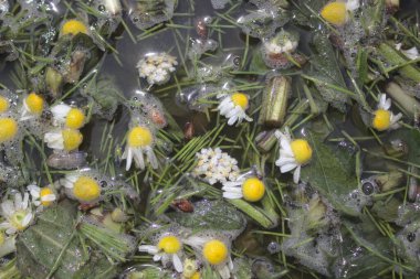 Bahçedeki bitkilerden sıvı gübre.