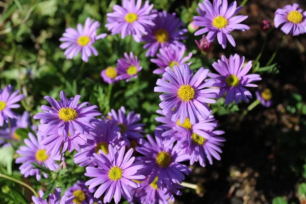 Bahçedeki mavi Marguerite