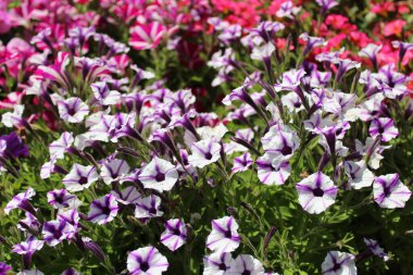 Bahçedeki renkli kalibreli bitkiler