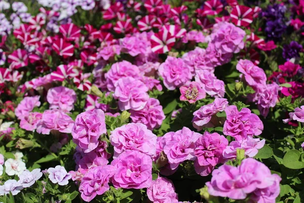 Kvetoucí Petúnie Zahradě — Stock fotografie