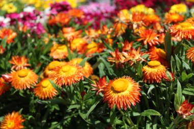 Bahçedeki ebedi çiçek.